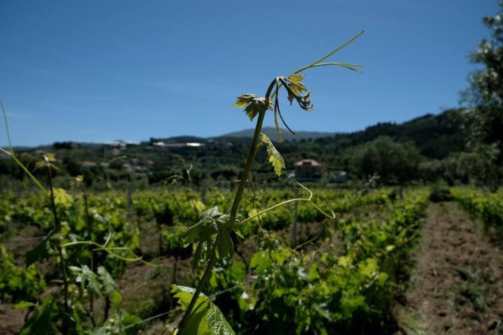 Quinta De Vodra Villa Seia Dış mekan fotoğraf